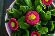 daisy-red-daisy-flower-colorful-1301079.jpg