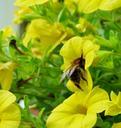 bee-bug-nature-flower-yellow-534549.jpg