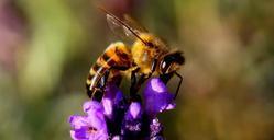 bee-lavender-insect-nature-yellow-1040521.jpg