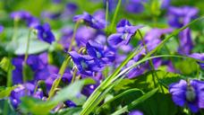 violet-flower-spring-608169.jpg