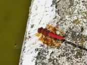 dragonfly-red-dragonfly-raft-pond-1682551.jpg