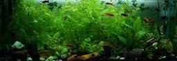 aquarium-fish-ornamental-fish-323717.jpg