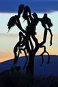 joshua-trees-sunset-silhouettes-1075734.jpg