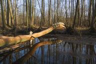 swamp-forest-water-badgers-spring-652702.jpg