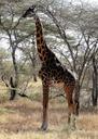 giraffe-wilderness-wild-safari-1714279.jpg