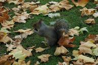 squirrel-animal-park-autumn-669934.jpg