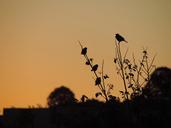 sparrow-birds-eventide-twilight-458353.jpg