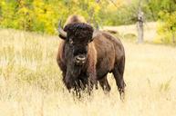 buffalo-buffalo-head-animal-1109212.jpg