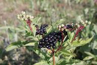 berries-black-ebulus-ripe-sambucus-87401.jpg