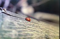 ladybug_on_its_springtime_morning_walk.jpg