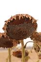 sunflowers-fall-harvest-1131238.jpg