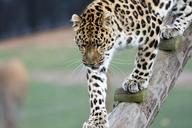 leopard-big-cat-animal-mammal-1657686.jpg