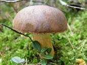 mushroom-forest-nature-moss-autumn-566568.jpg