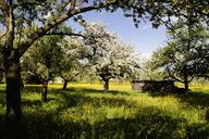 orchard-flowers-apple-trees-249455.jpg