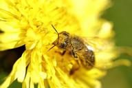 pollen-bee-macro-forage-insects-1416180.jpg