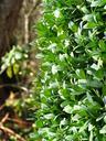 book-boxwood-leaflets-green-bush-80222.jpg