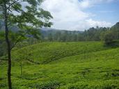 tea-plantation-plantation-landscape-390970.jpg