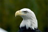 bald-eagle-eagle-bald-head-529071.jpg