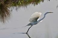 great-egret-bird-wildlife-flying-1068406.jpg