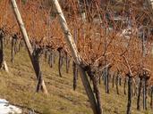 vineyard-vine-winegrowing-vines-16408.jpg