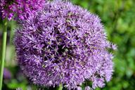 garlic-sphere-violet-plant-flower-1410280.jpg