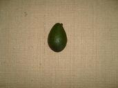 Avocado fruit persea americana.jpg