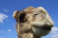 camel-head-shot-close-up-animal-852189.jpg