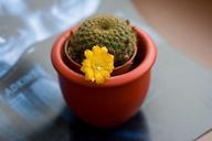 cactus-flower-yellow-flower-pot-997594.jpg