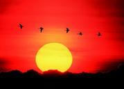 geese-flying-sunset-orange-sun-614440.jpg