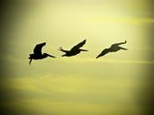 flight-birds-sky-birds-in-flight-1469917.jpg