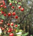 berries-red-round-bright-stalks-205371.jpg