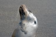 galapagos-sea-lion-marine-sea-lion-1706302.jpg