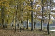 undergrowth-moutiers-in-puisaye-fall-864621.jpg