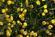 buttercup-flowers-yellow-meadow-845348.jpg