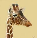 giraffe-giraffes-animal-animals-355738.jpg