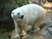 polar-bear-zoo-wildlife-nature-743868.jpg