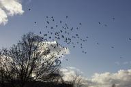 birds-flight-tree-nature-351174.jpg