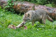 wolf-predator-european-wolf-1583206.jpg