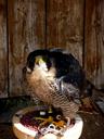 falcon-bird-predator-392782.jpg