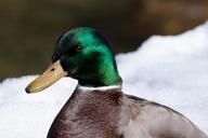 mallard-anas-platyrhynchos-drake-653026.jpg