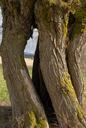 pasture-log-nature-gnarled-1341715.jpg