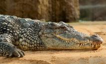 nile-crocodile-crocodylus-niloticus-245013.jpg