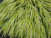 grass-shrub-shrubs-landscape-265097.jpg