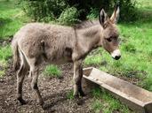 donkey-young-animal-meadow-ears-629409.jpg