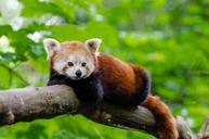 Red Panda (29745094385).jpg