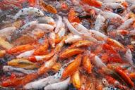 fish-fish-pond-nature-koi-animal-1510362.jpg