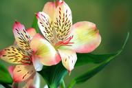 lily-flower-floral-flora-nature-452465.jpg