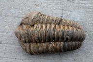 fossil-trilobite-fossils-arthropods-96303.jpg