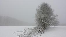 winter-landscape-snow-tree-wintry-750849.jpg