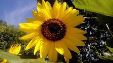 sunflower-flower-plant-yellow-877554.jpg